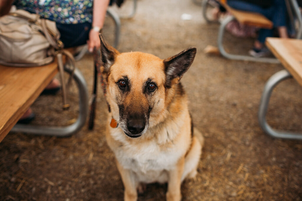 A German Shepard enjoying the dog-friendly patio at the event