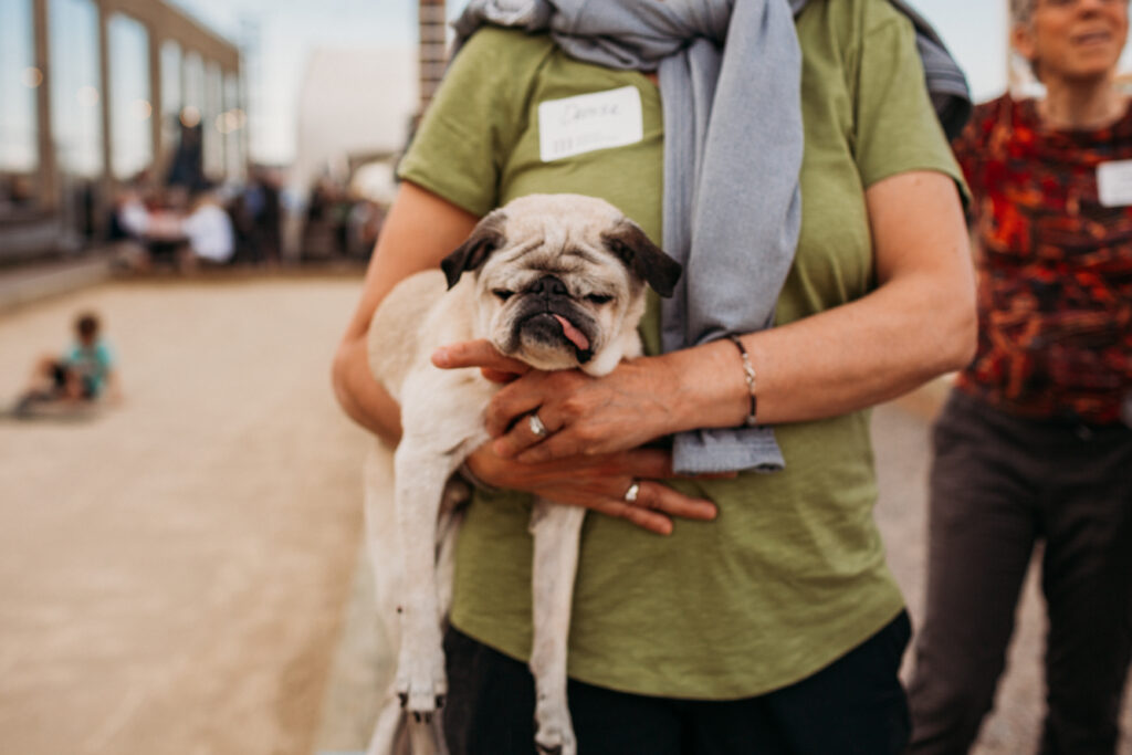A Pug being held by its owner with its tongue drooping out of its mouth